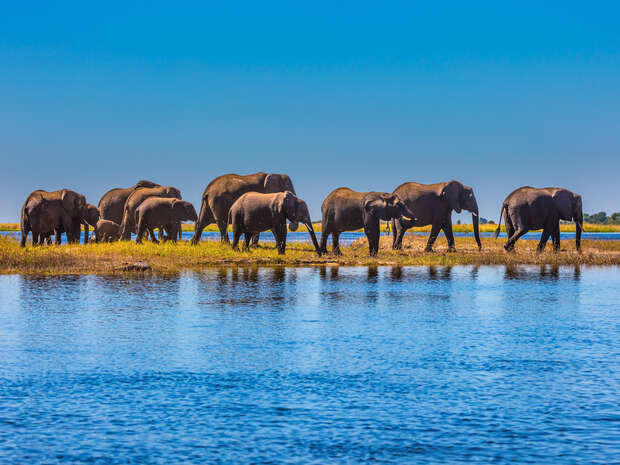 Herd of elephants adults and cubs crossing a river in Okavango Delta, Botswana